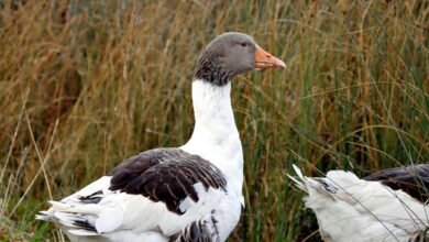 davyomwez profile summary overview