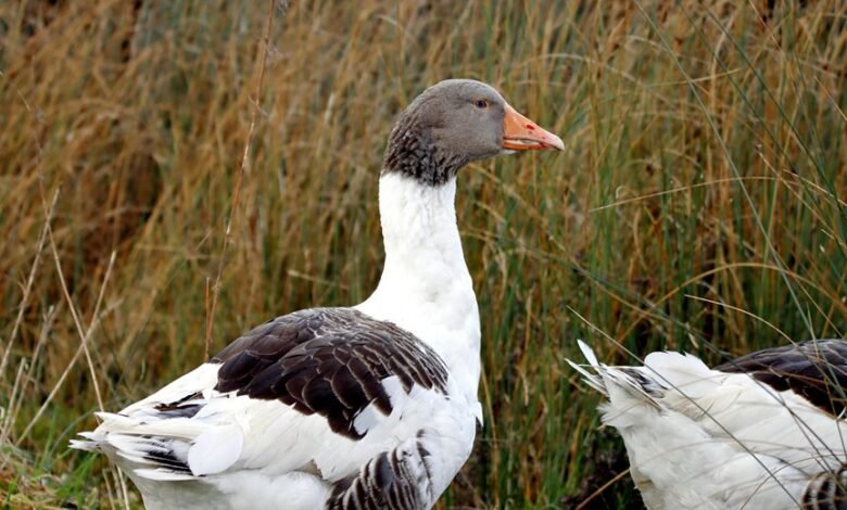 faidiesel profile summary overview