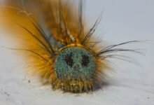 fixing folpzo333 bug guide