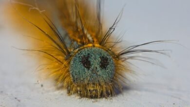 fixing folpzo333 bug guide