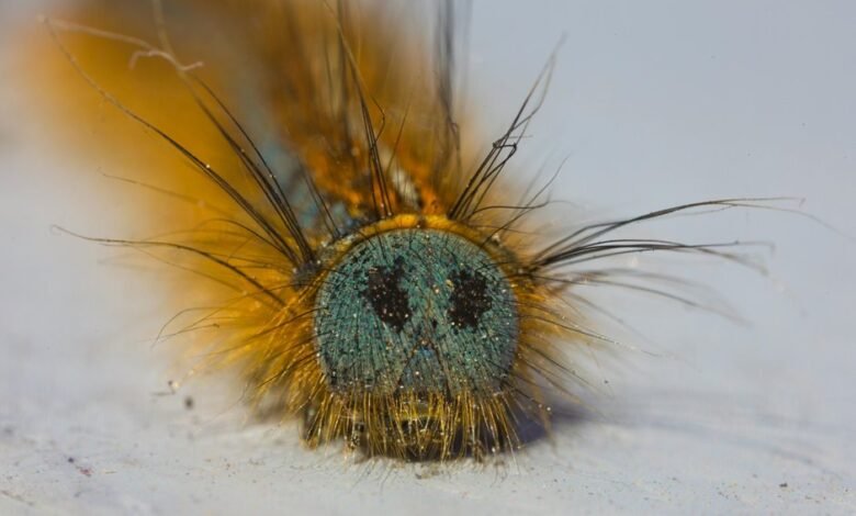 fixing folpzo333 bug guide